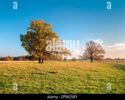 Einzeleichen in den Elbwiesen im Herbst, Gartenreich Dessau-Woerlitz, Dessau-Rosslau, Sachsen-Anhalt, Deutschland Stockfoto