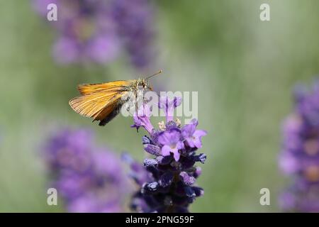 Großer Skipper (Ochlodes venatus), auf Gemeiner Lavendel (Lavandula angustifolia) eines echten Lavenders, Wilden, Nordrhein-Westfalen, Deutschland Stockfoto