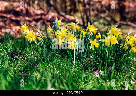 Wilde Narzissen (Narcissus pseudonarcissus), Narzissen auf dem Waldboden, Narcissus Route, Perlenbach- und Fuhrtsbachtal NSG, Hohes Venn-Eifel Stockfoto