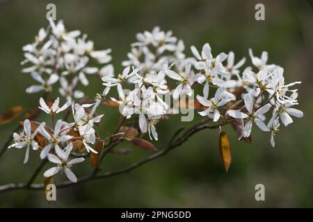 Steinbirne (Amelanchier canadensis), Emsland, Niedersachsen, Deutschland Stockfoto