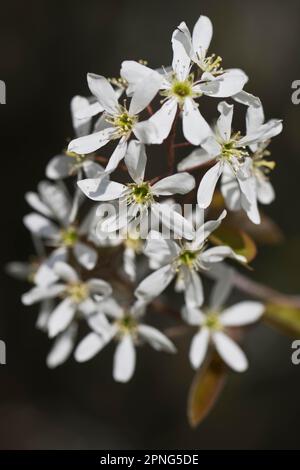 Steinbirne (Amelanchier canadensis), Emsland, Niedersachsen, Deutschland Stockfoto