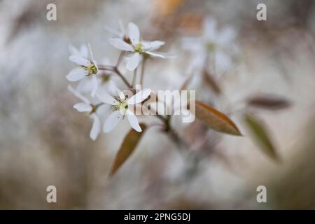 Steinbirne (Amelanchier canadensis), Emsland, Niedersachsen, Deutschland Stockfoto