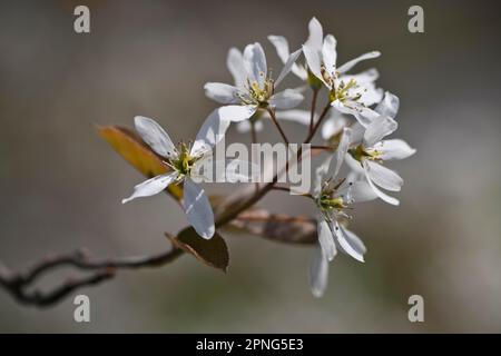 Steinbirne (Amelanchier canadensis), Emsland, Niedersachsen, Deutschland Stockfoto