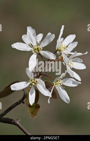 Steinbirne (Amelanchier canadensis), Emsland, Niedersachsen, Deutschland Stockfoto