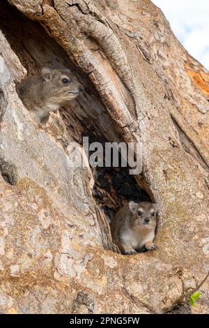 Rock Hyrax (Procavia capensis), auch bekannt als Rock Hyrax oder Klippdachs, Tarangire-Nationalpark, Tansania Stockfoto