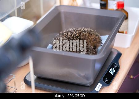 Europäischer Igel (Erinaceus europaeus), praktischer Tierschutz, emazierter Igel auf Schuppen während der ersten ärztlichen Untersuchung am Igel Stockfoto