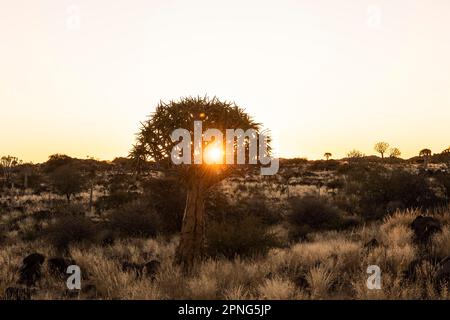 Zitterbaum (Aloe dichotoma), Abendlicht, Sonnenuntergang, Gariganus, Keetmanshoop, NamibiaNamibia Stockfoto