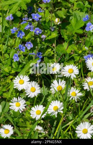 Kleiner Rasen Unkräuter schöner Rasen Garten Unkräuter Rasen Gänseblümchen Germander Speedwell wächst in Garten Rasen Blumen Rasen Daisies Bellis perennis Veronica Stockfoto