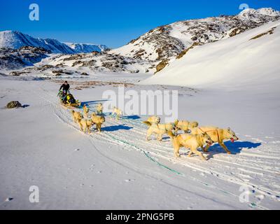 Inuit und zwei Touristen mit seinem Hundeschlittenteam Tasiilaq, Ammassalik Island, Kommuneqarfik Sermersooq, Ostgrönland, Grönland Stockfoto