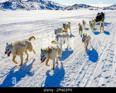 Inuit mit seinem Hundeschlittenteam Tasiilaq, Ammassalik Island, Kommuneqarfik Sermersooq, Ostgrönland, Grönland Stockfoto