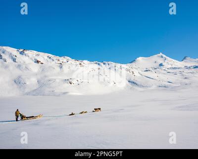 Inuit mit seinem Hundeschlittenteam Tasiilaq, Ammassalik Island, Kommuneqarfik Sermersooq, Ostgrönland, Grönland Stockfoto