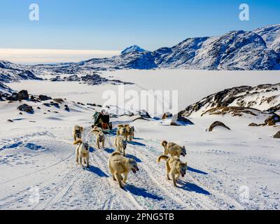 Inuit mit seinem Hundeschlittenteam Tasiilaq, Ammassalik Island, Kommuneqarfik Sermersooq, Ostgrönland, Grönland Stockfoto