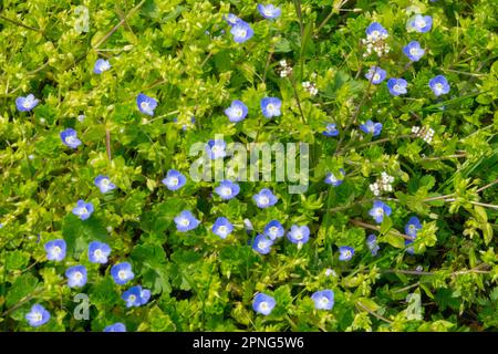 Rasenkräuter, Birds-Eye Speedwell, Field Speedwell, Veronica persica, Gartenrasen, Unkraut, Rasen, Hardy, Unkraut Stockfoto