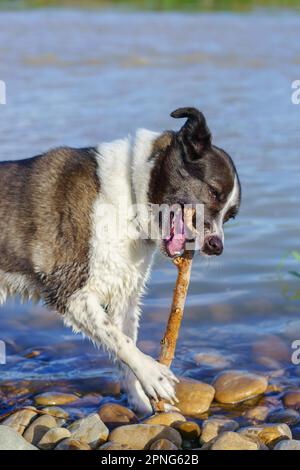 Schwarz-weißer Collie-Hund, der im Fluss spielt, mit einem Ast, der darauf beißt Stockfoto