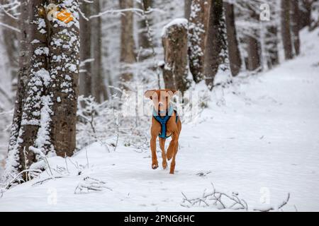 Roevidszoru Magyar Vizsla, ungarischer kurzhaariger Hund, der im Schnee läuft, Belchenflue, Solothurn, Schweiz Stockfoto