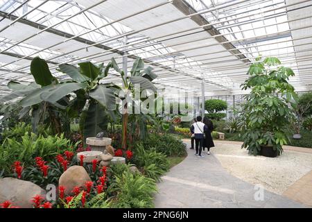 SHANGHAI, CHINA - 16. APRIL 2023 - Eltern nehmen ihre Kinder mit, um holländisches Obst und Gemüse in Shanghai, China, zu pflücken, 16. April 2023. Stockfoto