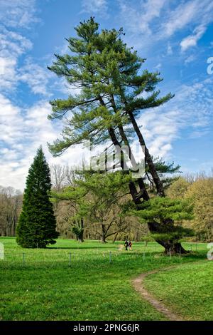 Strobe, auch östliche weiße Kiefer (Pinus Strobus), Weymouth-Kiefer oder Seidenkiefer genannt, Schlosspark Wechselburg, Wechselburg, Sachsen, Deutschland Stockfoto