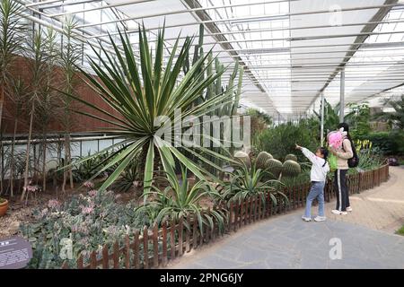 SHANGHAI, CHINA - 16. APRIL 2023 - Eltern nehmen ihre Kinder mit, um holländisches Obst und Gemüse in Shanghai, China, zu pflücken, 16. April 2023. Stockfoto