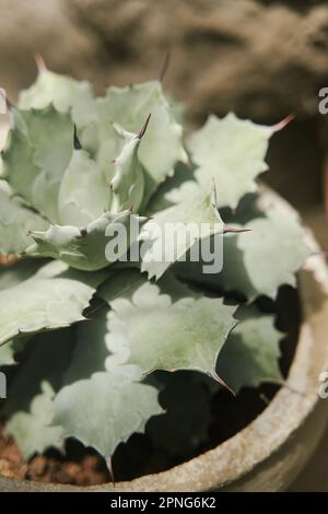 Agave Sukkulent in einem Topf, Nahaufnahme Stockfoto