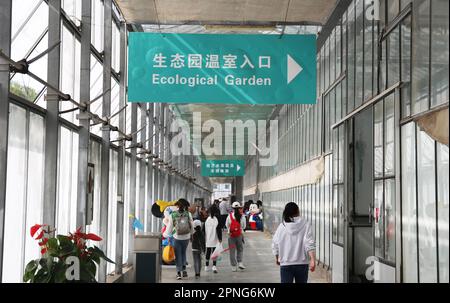 SHANGHAI, CHINA - 16. APRIL 2023 - Eltern nehmen ihre Kinder mit, um holländisches Obst und Gemüse in Shanghai, China, zu pflücken, 16. April 2023. Stockfoto