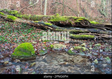 Am Rand eines kristallklaren Waldstroms liegt ein umgestürzter Baumstamm, der mit Moos überwuchert ist. Die farbigen Blätter des letzten Herbstes liegen immer noch auf dem Stockfoto