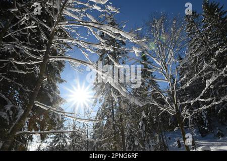 Winteridyll, hotzenwald, Deutschland Stockfoto