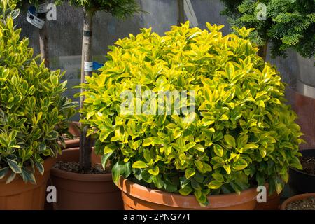 Euonymus japonicus in Pot for Sale, Euonymus, Pflanzen, Gartenzentrum, japanische Spindel, Sträucher Stockfoto