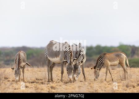 Gruppe von Grevys Zebras (Equus grevyi) in der Savanne, Samburu National Reserve, Kenia Stockfoto