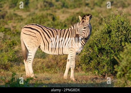 Burchells Zebra (Equus quagga burchellii), ausgewachsene Tierfütterung von Gras im Morgenlicht, Addo Elephant National Park, Ostkap, Südafrika Stockfoto