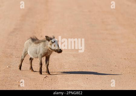 Gemeines Warzenschwein (Phacochoerus africanus), Jungtier in der Mitte der Feldstraße, Addo Elephant National Park, Ostkap, Südafrika, Afrika Stockfoto