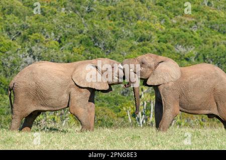 Afrikanische Buschelefanten (Loxodonta africana), zwei männliche Elefanten von Angesicht zu Angesicht, die im Grasland kämpfen, Addo Elephant National Park, Eastern Cap Stockfoto