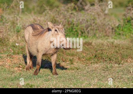 Gemeines Warzenschwein (Phacochoerus africanus) im Grasland, Addo-Elefanten-Nationalpark, Ostkap, Südafrika, Afrika Stockfoto