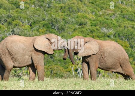 Afrikanische Buschelefanten (Loxodonta africana), zwei männliche Elefanten von Angesicht zu Angesicht, die im Grasland kämpfen, Addo Elephant National Park, Eastern Cap Stockfoto