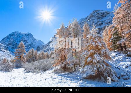 Frisch schneebedeckte goldgelbe Lärchen mit dem 3637 m hohen Mt. Collon im Hintergrund, Herbst im Arolla-Tal, im Kanton Wallis Stockfoto