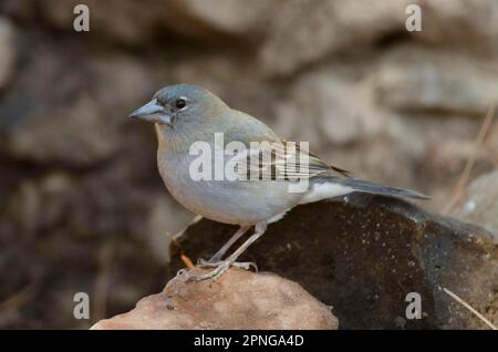 (Fringilla teydea) Stockfoto