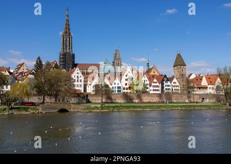 Donau- und Donaupromenade mit Ulmer Stadtmauer und Ulmer Kathedrale dahinter, das Fischerviertel, die Spitze der Stadtbibliothek, das Rathaus Stockfoto