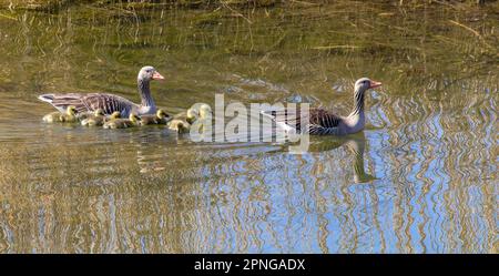 Greylag Goose (Anser anser) Pair on the water with 8 small Chicks, Neu Ulm, Bayern, Deutschland Stockfoto