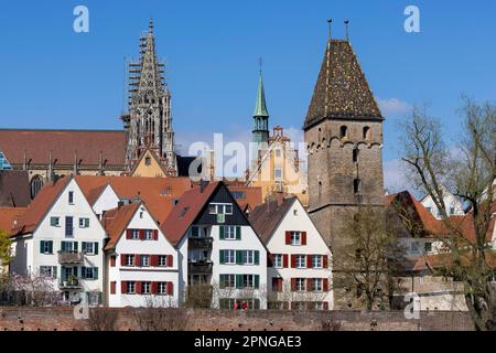 Ulmer Stadtmauer und dahinter Ulmer Dom, Fischerviertel, Rathaus und Metzgerturm, Ulm, Baden-Württemberg, Deutschland Stockfoto
