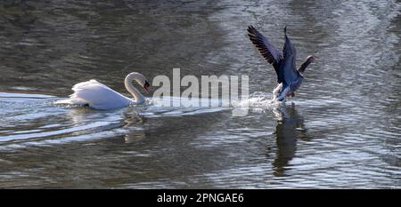 Territory Mute Swan (Cygnus olor) an einem See und Verfolgungsjagd Greylag Goose (Anser anser), Neu Ulm, Bayern, Deutschland Stockfoto