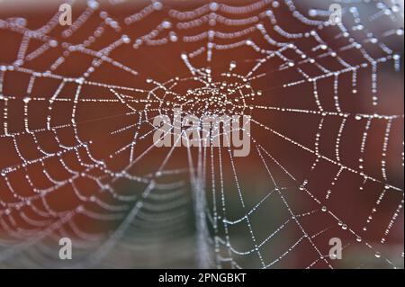 Nahaufnahme eines Spinnennetzes mit Wassertropfen auf einem Hintergrund mit weichem Fokus Stockfoto