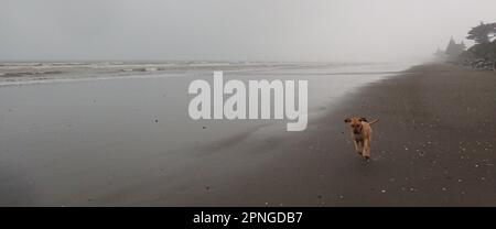 Staffy Cross Hündchen läuft an einem grauen Regentag am Strand Stockfoto