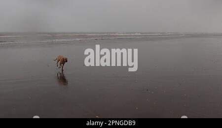 Staffy Cross Hündchen läuft an einem grauen Regentag am Strand Stockfoto