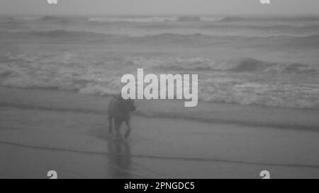 Staffy Cross Hündchen läuft an einem grauen Regentag am Strand Stockfoto