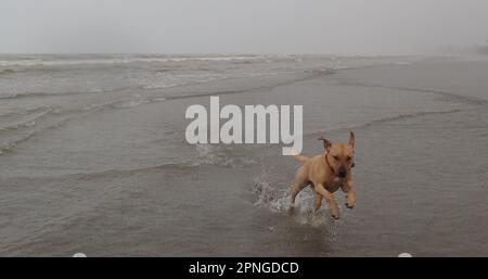 Staffy Cross Hündchen läuft an einem grauen Regentag am Strand Stockfoto