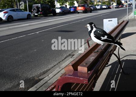 Seitenansicht eines weiblichen Elsterhörnchens hoch oben auf einer hölzernen Bank an einer Straßenbahnhaltestelle, mit einer mit Autos gesäumten Straße im Hintergrund Stockfoto