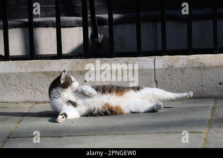 London, Großbritannien. 18. April 2022. Der offizielle Chefmouser des Kabinettsbüros, Larry the Cat, genießt die Morgensonne in der Downing Street während der wöchentlichen Kabinettssitzung. Stockfoto