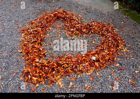 Im Herbst umgab ein herzförmiges rotes Laub auf dem Boden Stockfoto