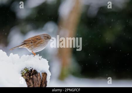 Dunnock [ Prunella modularis ] auf Schneestumpf mit herabfallendem Schnee Stockfoto