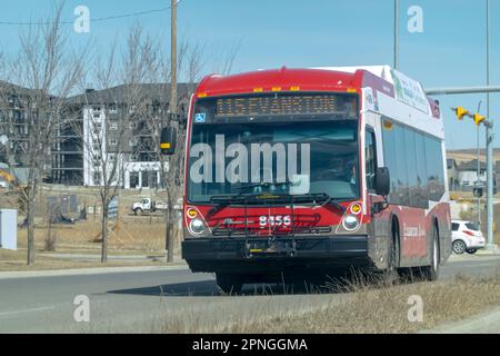 Calgary, Alberta, Kanada. 18. April 2023. Ein Calgary Transit Bus auf der Route im Frühling. Stockfoto