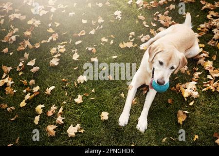 Warten auf Fetch. Ein süßer labrador, der im Freien zwischen gefallenen Blättern auf dem Gras sitzt. Stockfoto